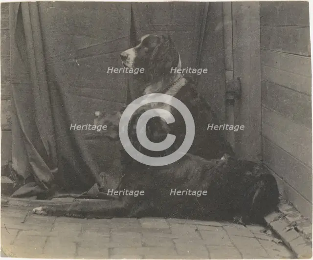 [Thomas Eakins's Dog Harry and Another Setter], 1880s., 1880s. Creator: Thomas Eakins.