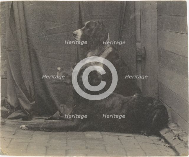 [Thomas Eakins's Dog Harry and Another Setter], 1880s., 1880s. Creator: Thomas Eakins.