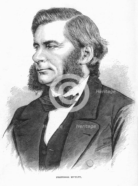Thomas Henry Huxley, British biologist, c1860s. Creator: Unknown.