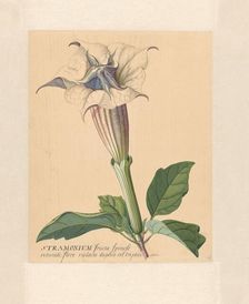 Thorn apple, 1771-1816. Creator: Hendrik Schwegman
