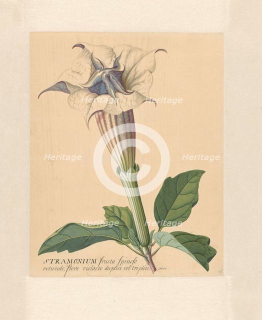 Thorn apple, 1771-1816. Creator: Hendrik Schwegman.