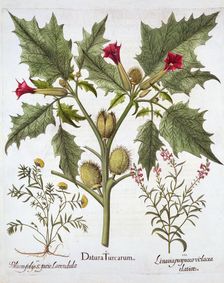 Thorn Apple, Germander and Purple Toadflax, from Hortus Eystettensis by Basil Besler (1561-1629)