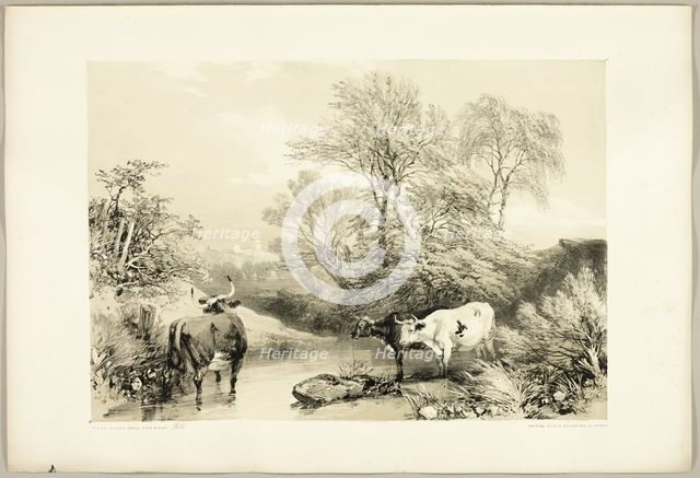 Thorn, Willow, Beech and Birch, from The Park and the Forest, 1841. Creator: James Duffield Harding.