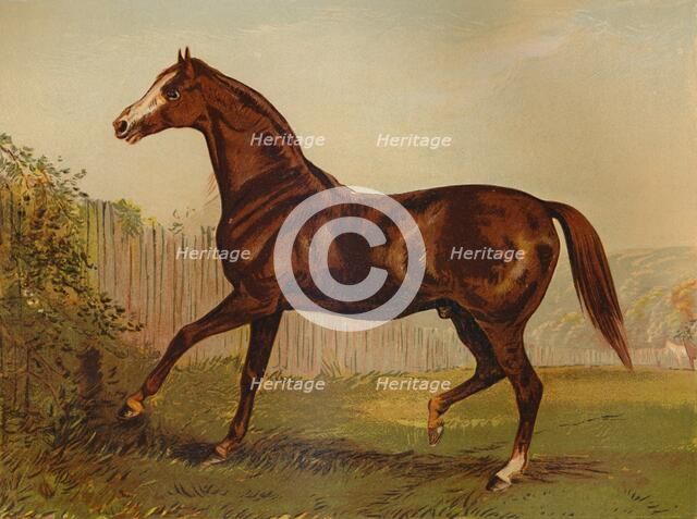 'Thoroughbred Sire "Blair Athol", winner of the Derby & St Leger 1864', c1879. Creator: Unknown.