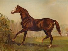 Thoroughbred Sire "Blair Athol", winner of the Derby & St Leger 1864 c1879. Creator: Unknown