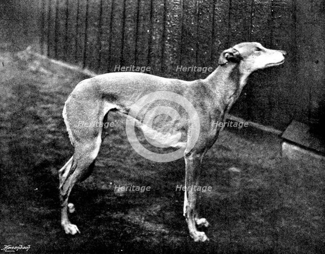 Thoughtless Beauty, the winner of the Waterloo Cup, 1895. Creator: Brown, Barnes & Bell.