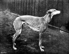 Thoughtless Beauty, the winner of the Waterloo Cup, 1895. Creator: Brown, Barnes & Bell