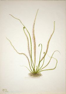 Thread Leaf Sundew (Drosera rotundifolia), 1933. Creator: Mary Vaux Walcott