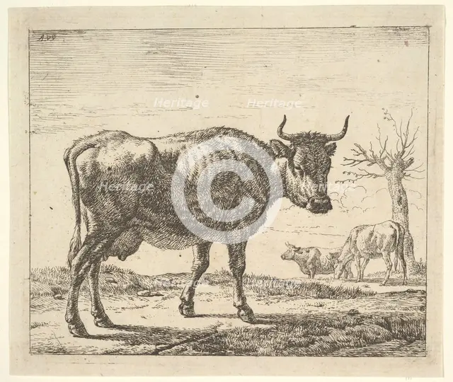 Three Cows, from Different Animals. Creator: Adriaen van de Velde.