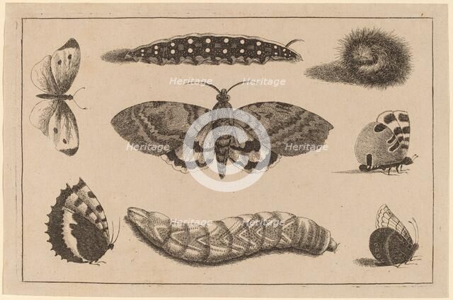 Three Caterpillars, a Moth, and Four Butterflies. Creator: Wenceslaus Hollar.