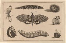Three Caterpillars, a Moth, and Four Butterflies. Creator: Wenceslaus Hollar