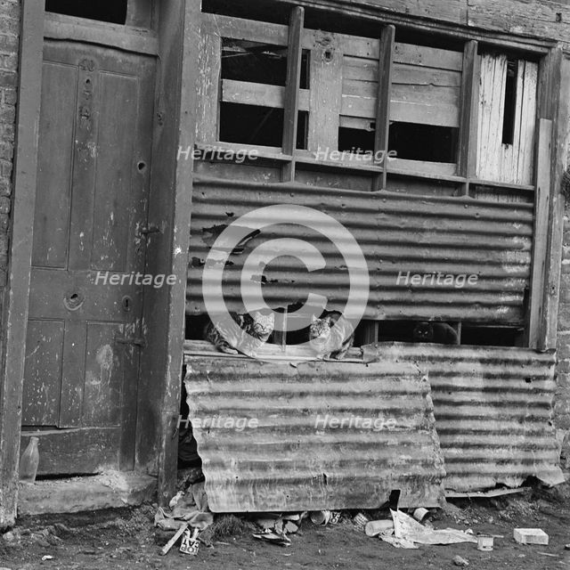 Three cats on a corrugated iron section of a run-down house in the East End of London, 1955-65. Creator: John Gay.
