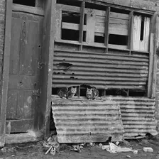 Three cats on a corrugated iron section of a run-down house in the East End of London, 1955-65. Creator: John Gay