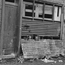 Three cats on a corrugated iron section of a run-down house in the East End of London, 1955-65. Creator: John Gay