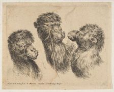 Three Camel Heads, ca. 1641. Creator: Stefano della Bella