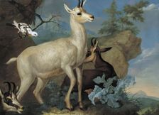 Three chamois and a blackbird, 1722. Creator: Philipp Ferdinand de Hamilton
