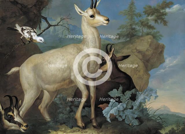 Three chamois and a blackbird, 1722. Creator: Philipp Ferdinand de Hamilton.