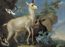 Three chamois and a blackbird, 1722. Creator: Philipp Ferdinand de Hamilton