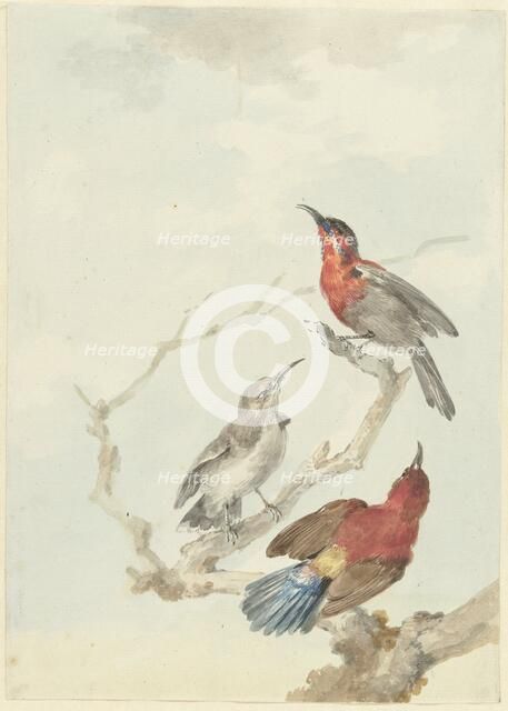 Three Crimson Sunbirds, 1780. Creator: Aert Schouman.