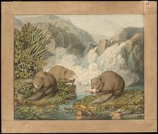 Three Beavers Building a Dam, c. 1800. Creator: Johann Heinrich Wilhelm Tischbein