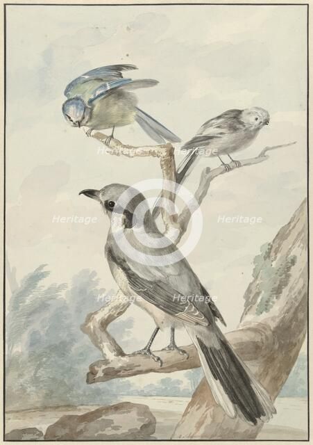 Three birds: a tail tit, a blue tit and a Klapekster or big clawier, 1756. Creator: Aert Schouman.