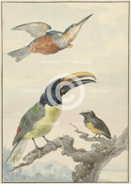 Three birds: a kingfisher, a prince von Wied's toucan and an organist finch, 1720-1792. Creator: Aert Schouman.