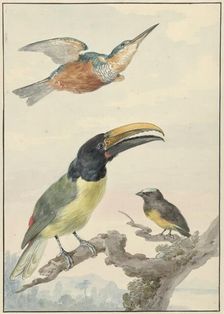 Three birds: a kingfisher, a prince von Wied's toucan and an organist finch, 1720-1792. Creator: Aert Schouman