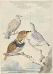 Three birds, two incad pigeons and a collared puffbird, 1753. Creator: Aert Schouman