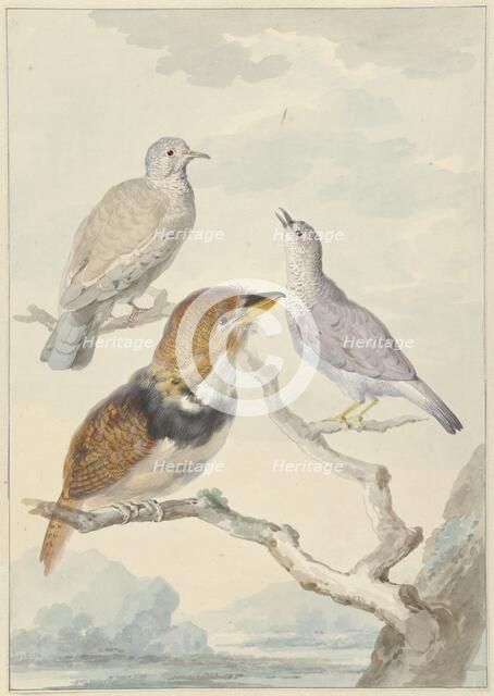 Three birds, two incad pigeons and a collared puffbird, 1753. Creator: Aert Schouman.