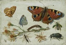 Three Butterflies, a Beetle and other Insects, with a Cutting of Ragwort, early 1650s. Artist: Jan van Kessel