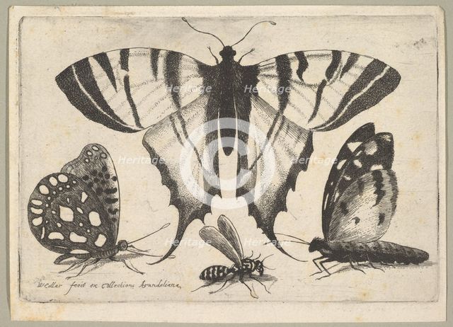 Three Butterflies and a Wasp, 1646. Creator: Wenceslaus Hollar.