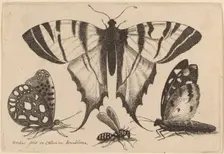 Three Butterflies and a Wasp, 1646. Creator: Wenceslaus Hollar