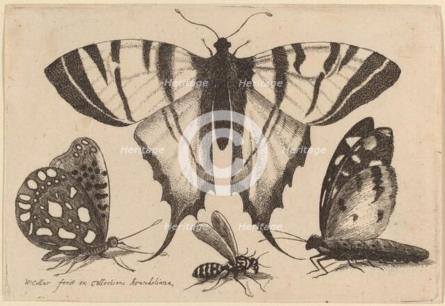 Three Butterflies and a Wasp, 1646. Creator: Wenceslaus Hollar.