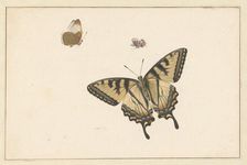 Three Butterflies, c.1683-c.1726. Creator: Herman Henstenburgh
