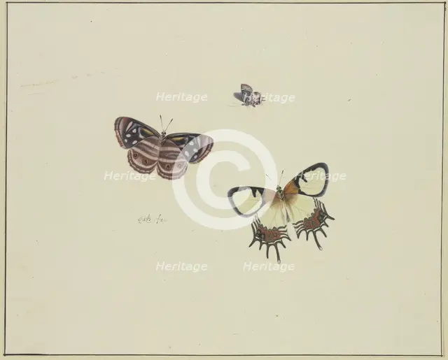 Three butterflies, late 17th century. Creator: Herman Henstenburgh.