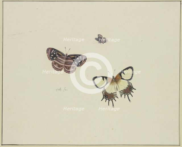 Three butterflies, late 17th century. Creator: Herman Henstenburgh.