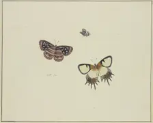 Three butterflies, late 17th century. Creator: Herman Henstenburgh
