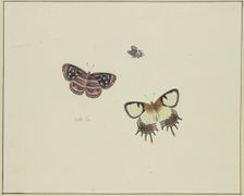 Three butterflies, late 17th century. Creator: Herman Henstenburgh