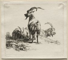 Three Goats. Creator: Nicolaes Berchem (Dutch, 1620-1683)
