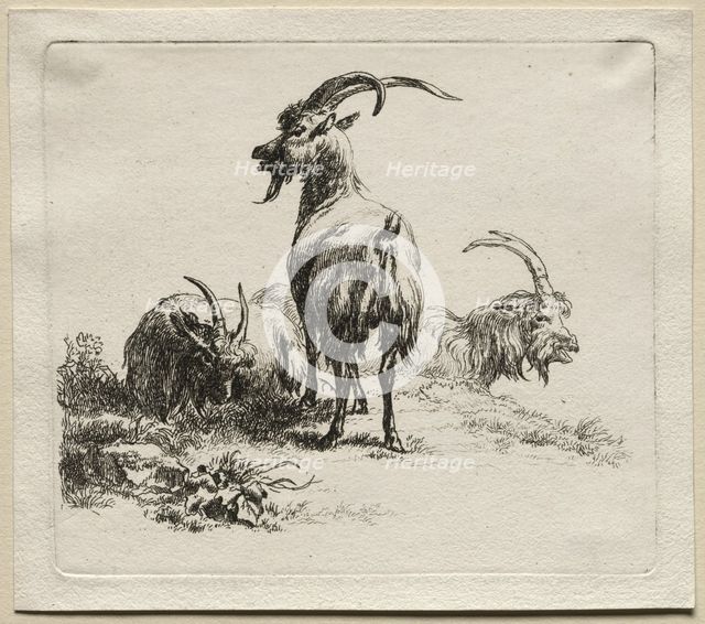 Three Goats. Creator: Nicolaes Berchem (Dutch, 1620-1683).