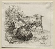 Three Goats. Creator: Nicolaes Berchem (Dutch, 1620-1683)