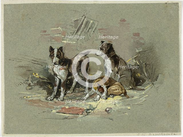 Three Dogs in an Alley, 1825-1877. Creator: Charles B Newhouse.