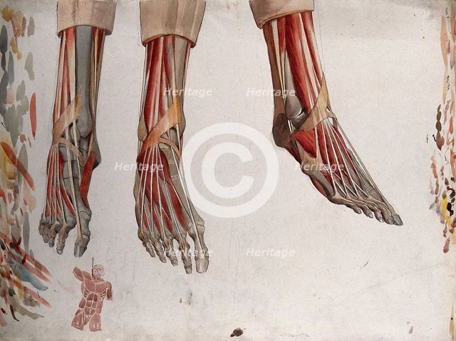 Three dissections of a foot, showing the muscles and tendons, with a marginal sketch of ..., (1833?) Creator: Johann Conrad Zeller.