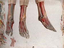 Three dissections of a foot, showing the muscles and tendons, with a marginal sketch of ..., (1833?) Creator: Johann Conrad Zeller