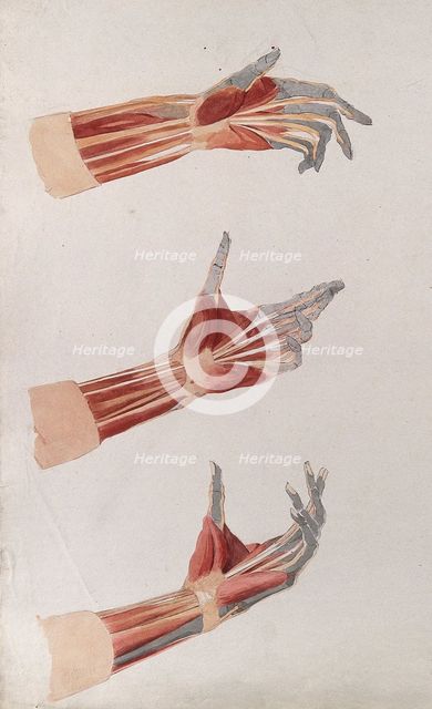 Three dissections of the left hand and wrist, showing the muscles and tendons, (1833?). Creator: Johann Conrad Zeller.