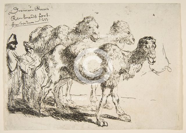 Three Dromedaries.n.d. Creator: Unknown.