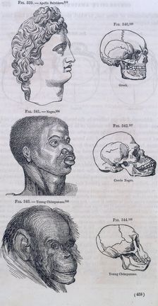 Three faces compared with skulls, 1854. Creator: Unknown