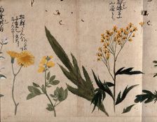 Three flowering plants, including coltsfoot (Tussilago farfara), common rue (Ruta..., 1870. Creator: Unknown