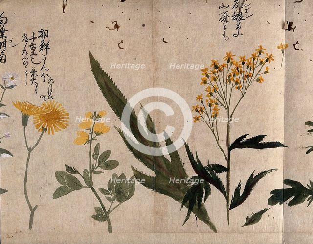 Three flowering plants, including coltsfoot (Tussilago farfara), common rue (Ruta..., 1870. Creator: Unknown.