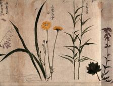 Three flowering plants, one possibly a composite, 1870. Creator: Unknown